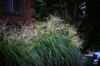 Trawa miskant CUTE ONE