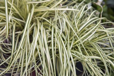 Turzyca Carex Feather Falls