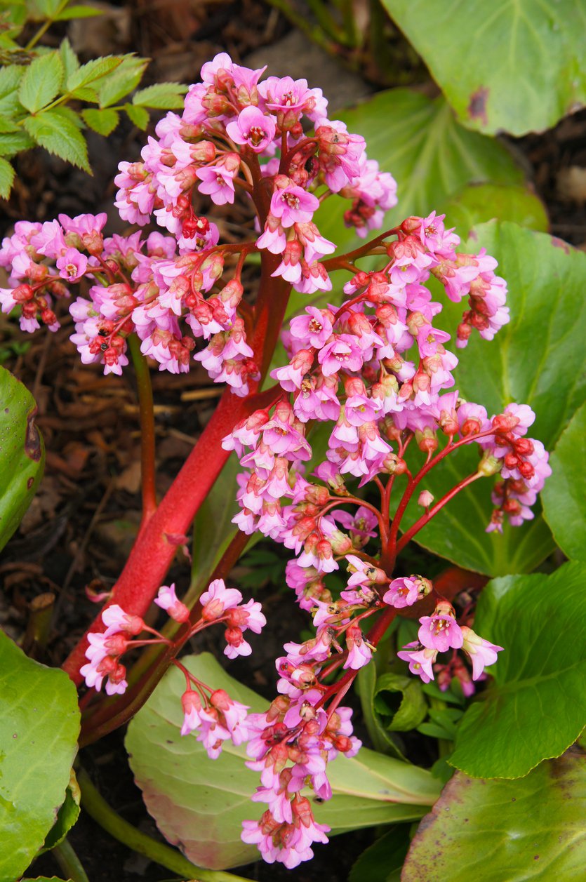 Bergenia PINK DRAGONFLY