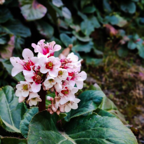 Bergenia Dragonfly Angel Kiss - 1