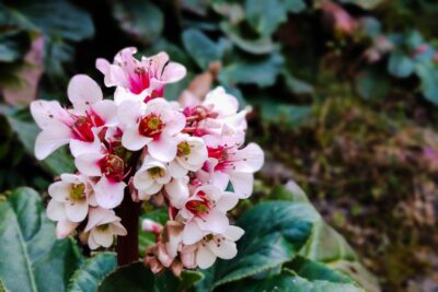 Bergenia Dragonfly Angel Kiss