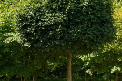 Klon polny NANUM GLOBOSA