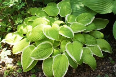 Funkia Hosta ST. ELMO'S FIRE