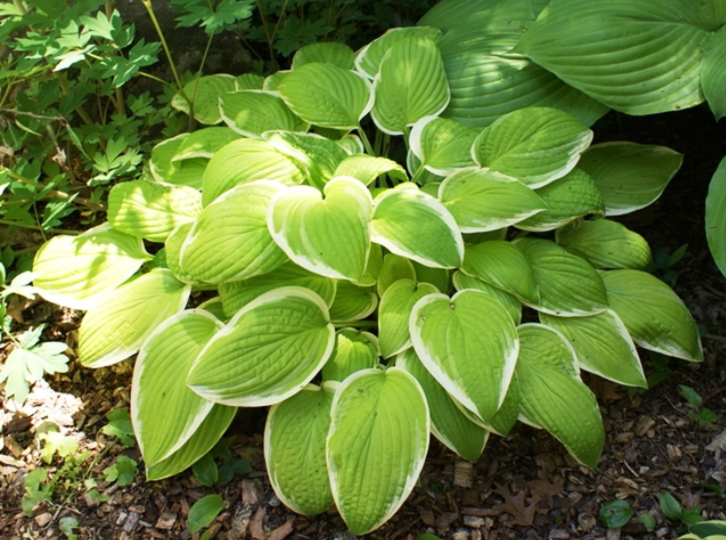 Funkia Hosta ST. ELMO'S FIRE