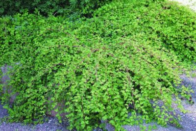 Tawulec pogięty CRISPA