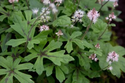 Tiarella ZIELONO CYNAMONOWA doniczka P13