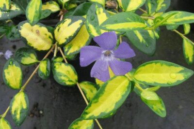 Barwinek mniejszy ILLUMINATION