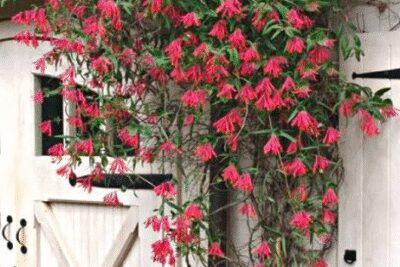 zimozielony WICIOKRZEW HENRY'EGO