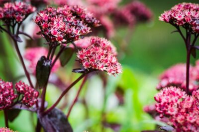 ROZCHODNIK SEDUM JOSE AUBERGINE