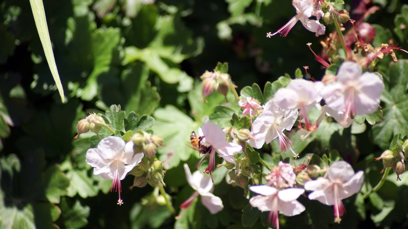 BODZISZEK kantabryjski SAINT OLA - 1