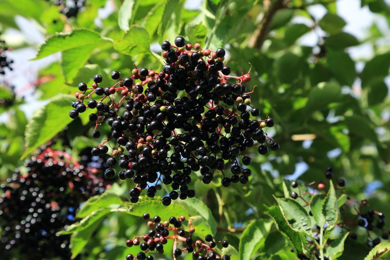 BEZ czarny BLACK BEAUTY