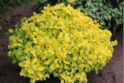 Berberys GOLDEN ZWERG