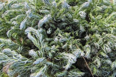 Cyprysik groszkowy CURLY TOPS