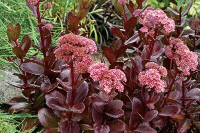 Rozchodnik wielki CHOCOLATE DROP