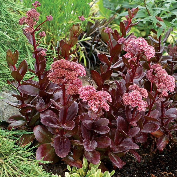 Rozchodnik wielki CHOCOLATE DROP