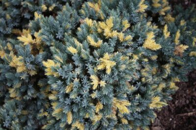 Jałowiec łuskowaty FLORIANT