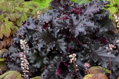 Żurawka BLACK TAFFETA