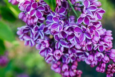 Lilak bez SENSATION szczepiony NA PNIU