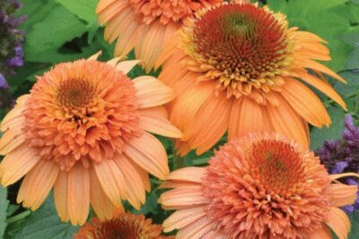 Echinacea jeżówka SUPREME CANTALOUP