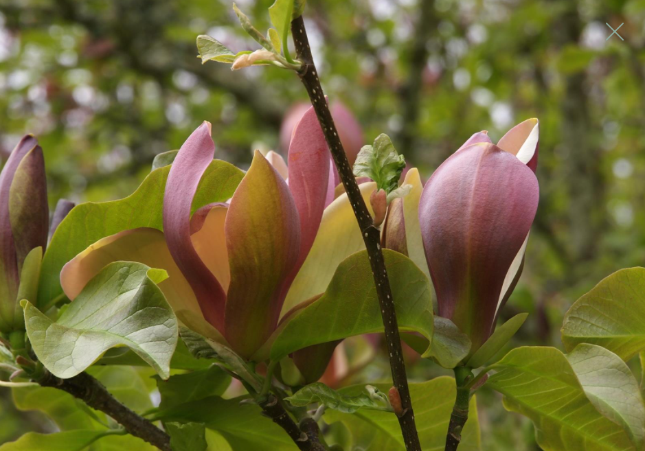 Magnolia WOODSMAN szczepiona