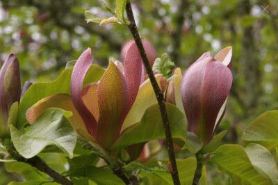 Magnolia WOODSMAN szczepiona