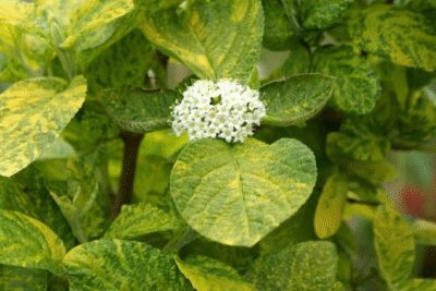 Kalina hordowina AUREOVARIEGATA