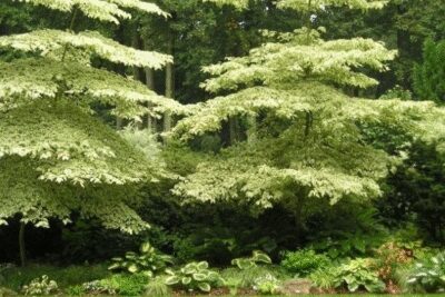 Dereń skrętolistny ARGENTEA