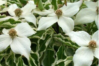 Dereń kousa WOLF EYES