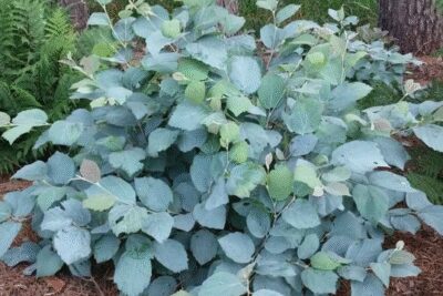 Fotergilla Gardena BLUE SHADOW