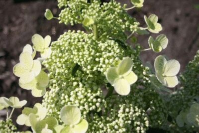 Hortensja bukietowa MAGICAL HIMALAYA