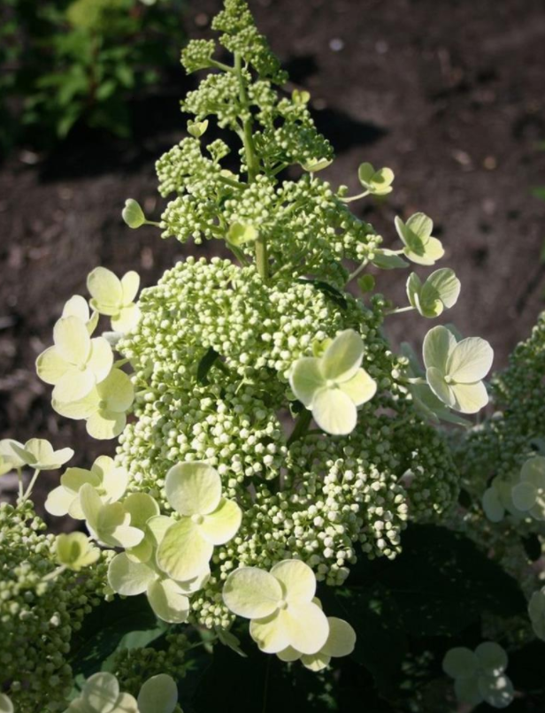 Hortensja bukietowa MAGICAL HIMALAYA