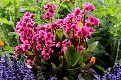 Bergenia sercowata FLIRT