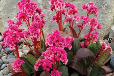 Bergenia DRAGONFLY SAKURA