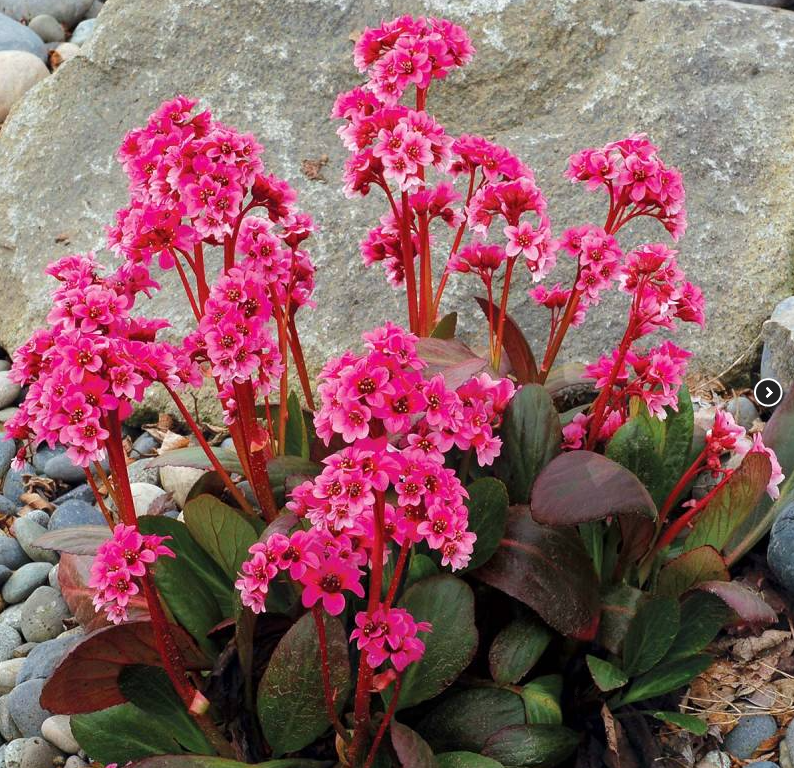 Bergenia DRAGONFLY SAKURA