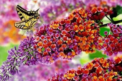 Budleja FLOWER POWER