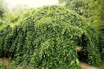 Grab pospolity PENDULA