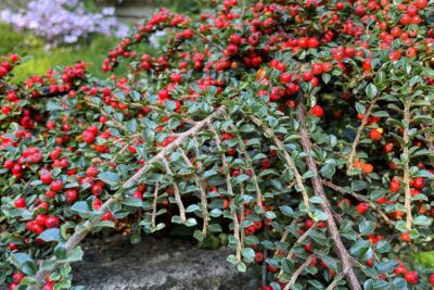 IRGA HORIZONTALIS krzew