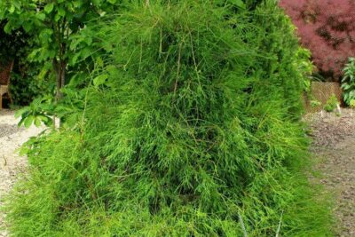 Tuja thuja FILIFORMIS