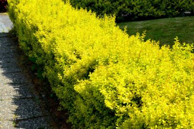 BERBERYS GOLDEN DREAM