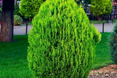 Tuja thuja GREEN EGG