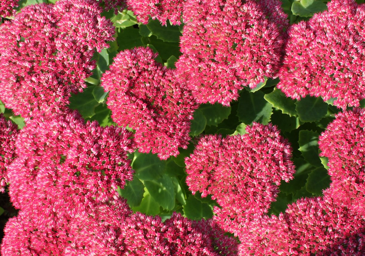 ROZCHODNIK KARPACKI AUTUMN JOY - 1