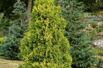 Tuja thuja IRISH GOLD
