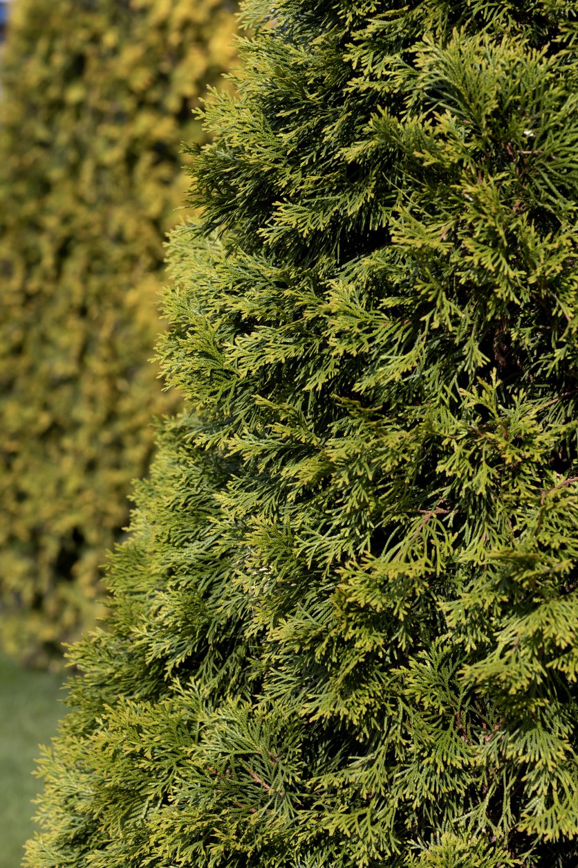 Tuja thuja KÓRNIK - 2
