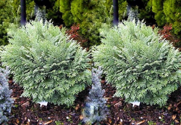 Cyprysik Lawsona BAUTCHENSIS 40cm - 2