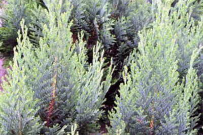 Cyprysik Lawsona BAUTCHENSIS 40cm