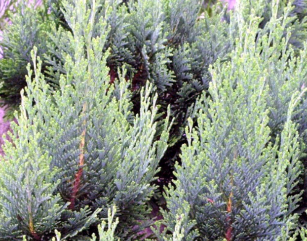 Cyprysik Lawsona BAUTCHENSIS 40cm