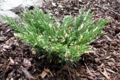 Jałowiec płożący VARIEGATA