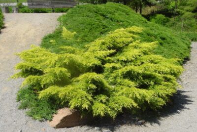 Jałowiec pośredni GOLD STAR