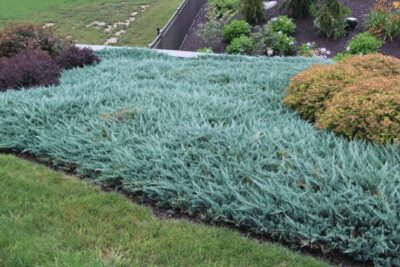 Jałowiec łuskowaty BLUE CARPET