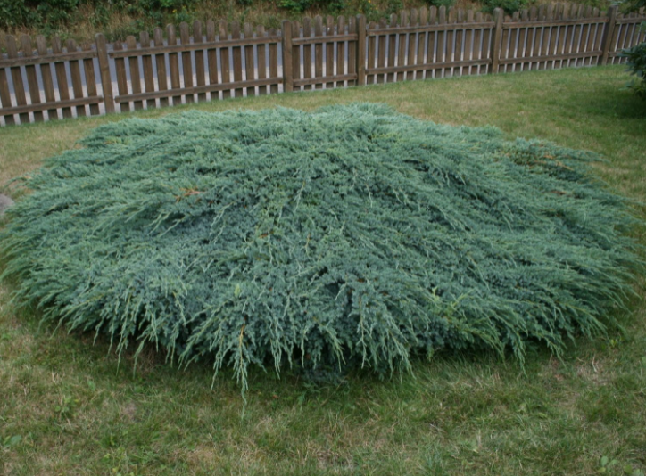 Jałowiec łuskowaty BLUE CARPET - 2